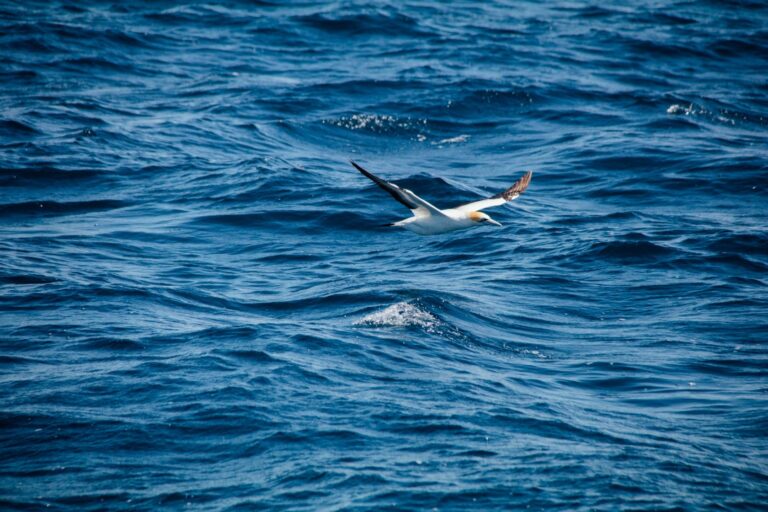 Portugal research found microplastics in seabirds