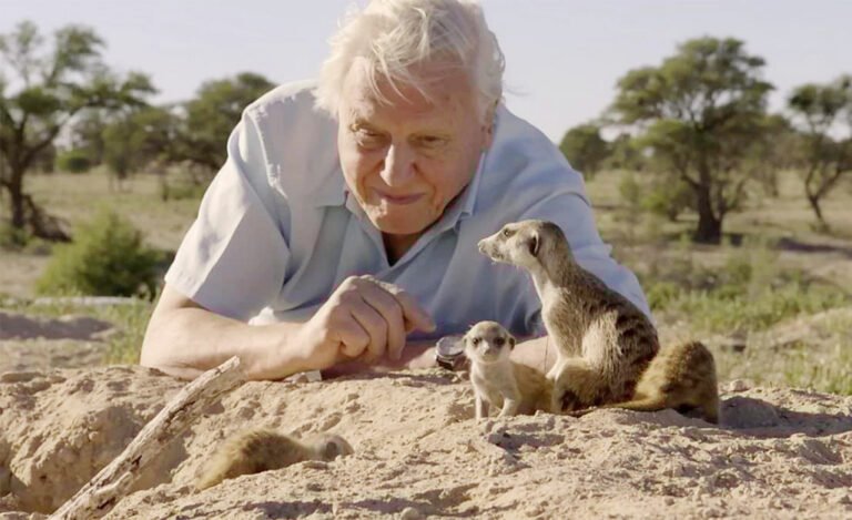 Sir David Attenborough, ‘the voice for nature,’ turns 100