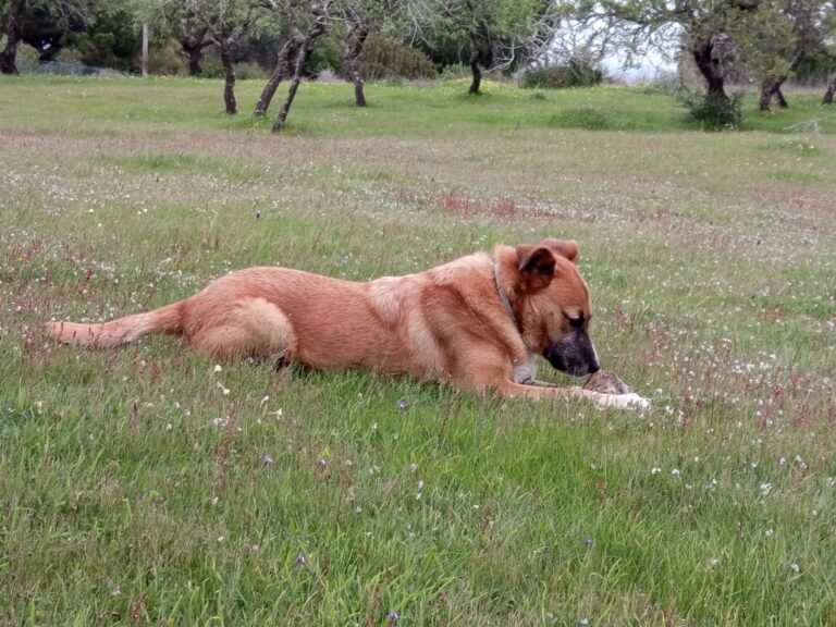 Fostering Shakira